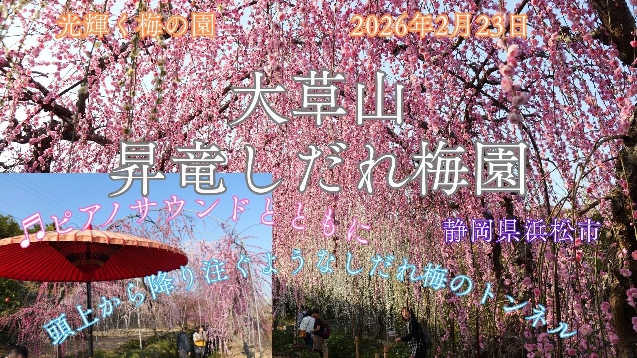 【風景と自然】大草山昇竜しだれ梅園 浜松市 2026年2月23日