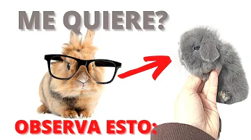 ¿Sabe mi conejo que le quiero?