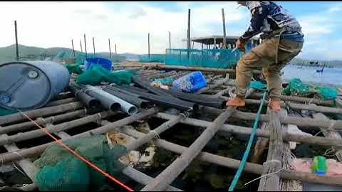 Câu Ikada Cá Hanh ( Tráp) Khủng Sông Cầu - Phú Yên - Đụng Ổ cá khủng nổ dây banh tành.