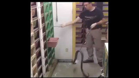 Việc nhẹ lương cao, cho rắn ăn mỗi ngày