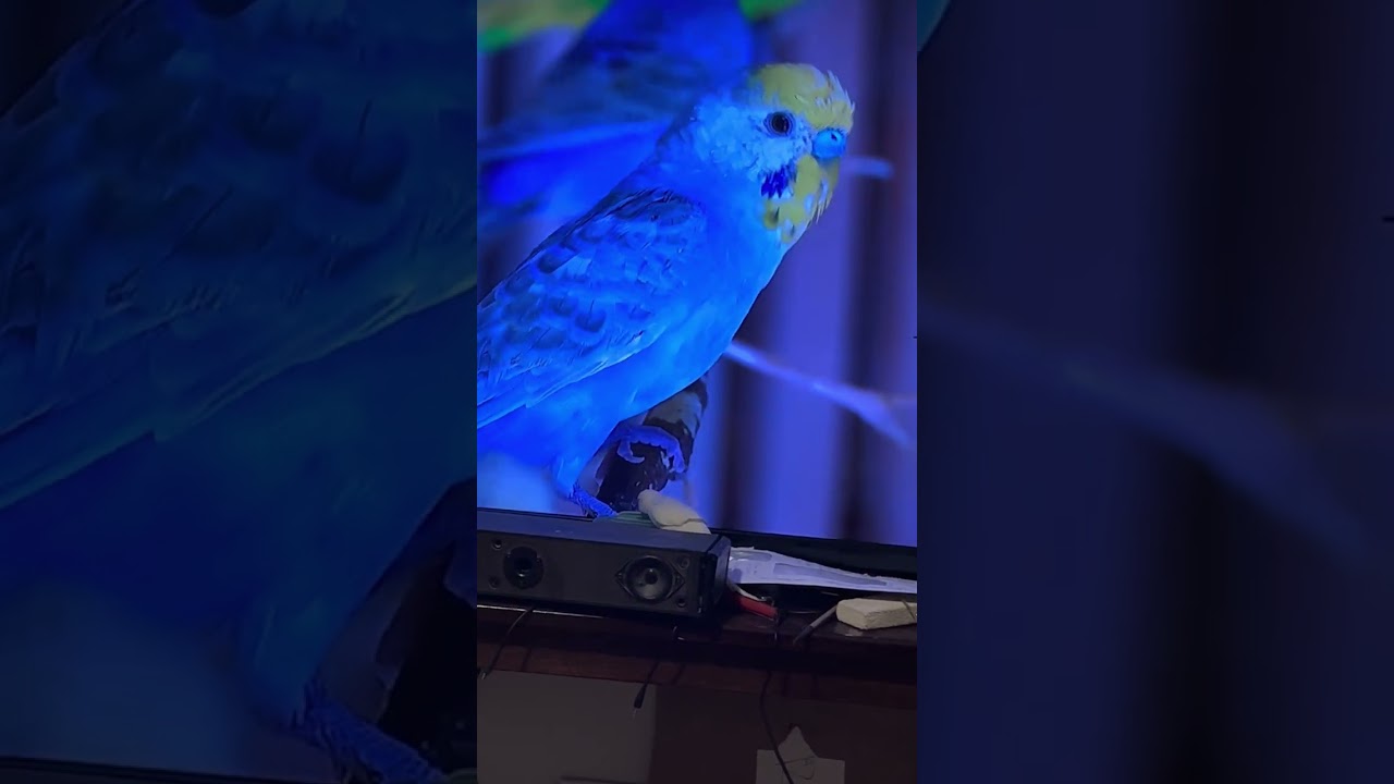Budgie playing and watches tv 
