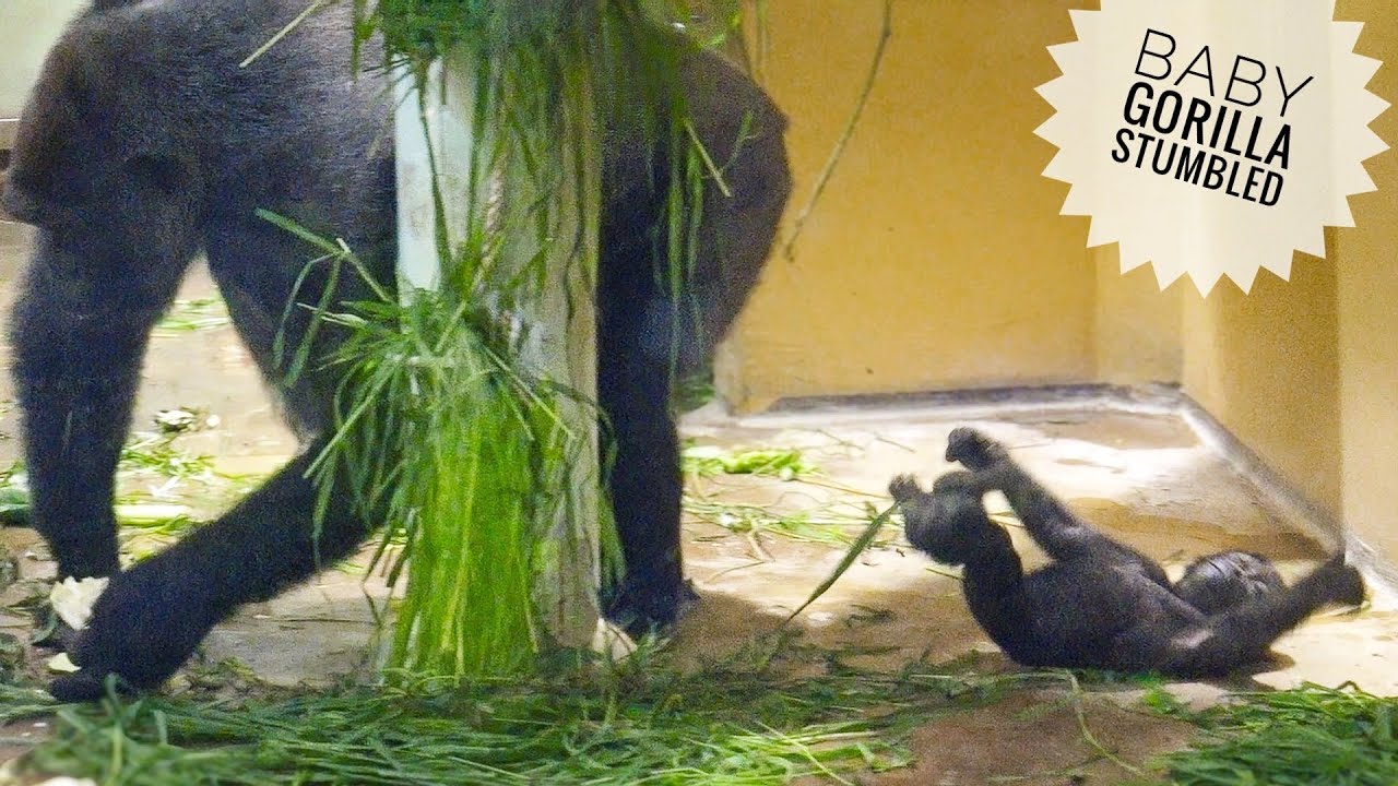 ごりら Cute gorilla baby #242 ゴリラの赤ちゃんが可愛い♥【Cute animal