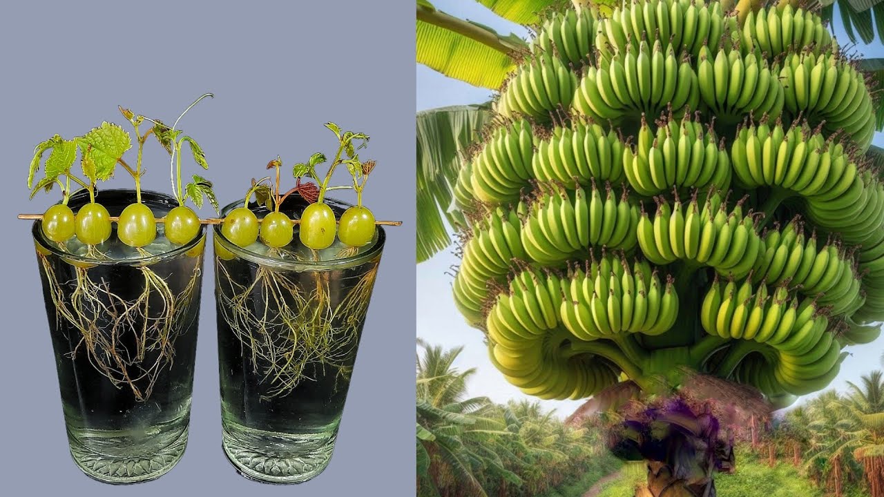 Simple Method Propagate: Grape Tree At Home In A Banana Tree | Grow Grap...