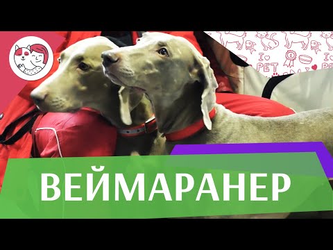 Веймаранер. Веймарская легавая. Особенности, характер, уход на ilike.pet