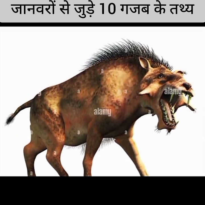 learn-how-to-viral-animals-facts-you-didn-t-know-in-hindi-2023-top5