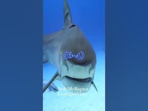 Tiger Shark Vs Nile Crocodile - YouTube