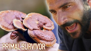 Rare Medicinal Mushroom In Lao Ancient Primary Forest | Primal Survivor