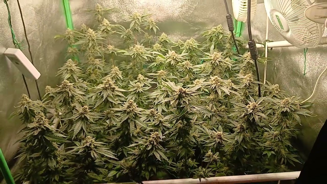 White Widow Green House Seeds ;)