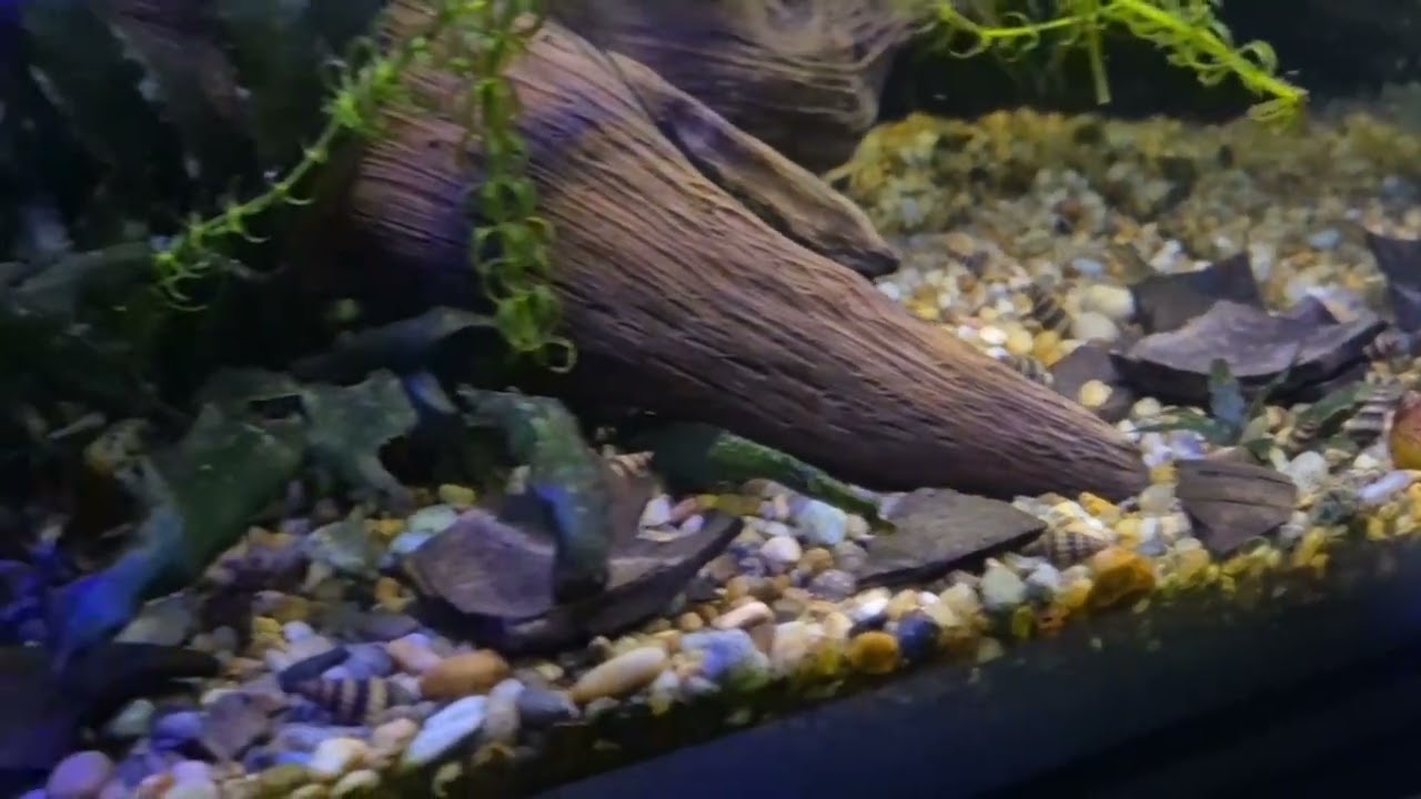 To popularny scenariusz w akwarystyce. Zamiana plagi rozdętek na kolonię ślimaków Helenka 