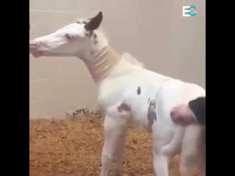funny-foals-video---try-not-to-laugh