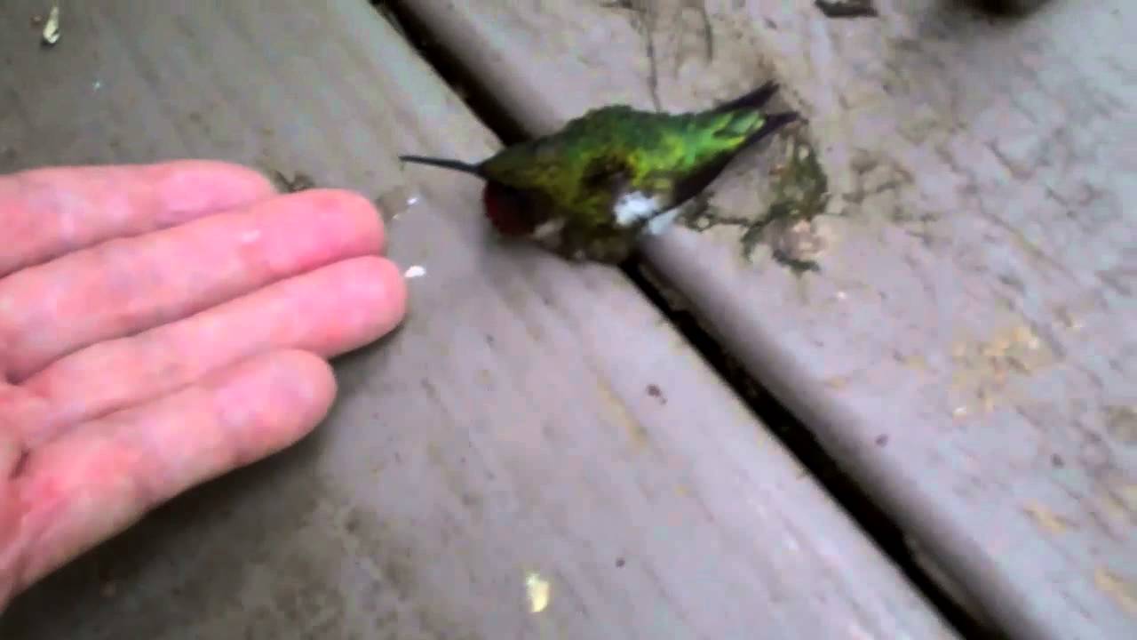Hurt Hummingbird Happy Ending YouTube