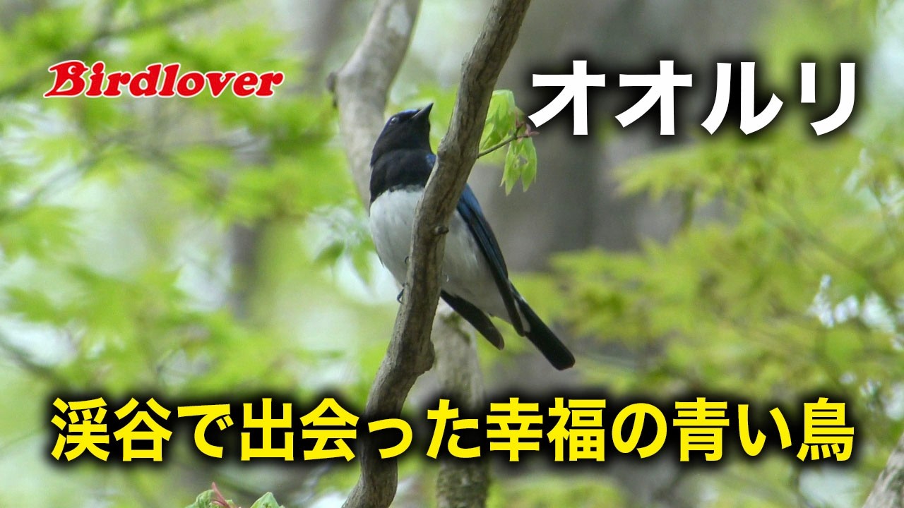 渓谷で出会った幸せの青い鳥・オオルリ - YouTube