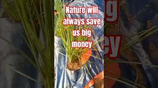nature not only saves us big money but creative Evergreen natural covering forever bio nails