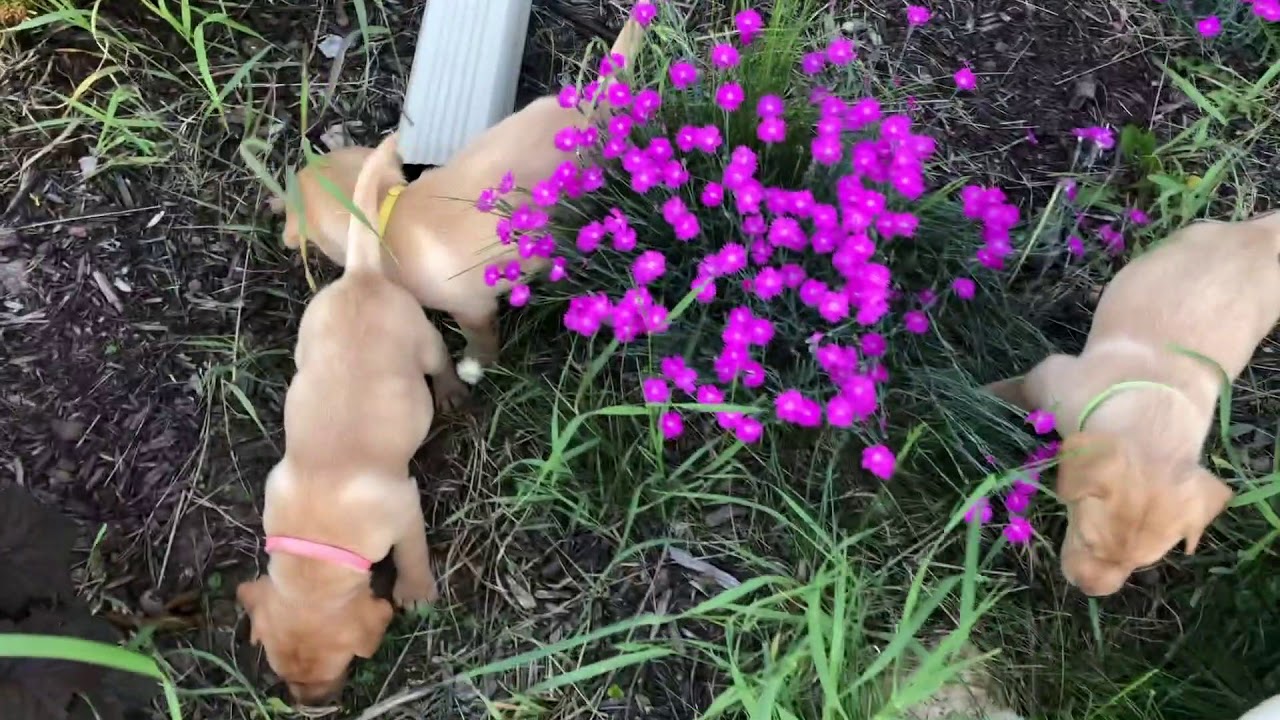 Sage 5weekold British Labrador Puppies YouTube