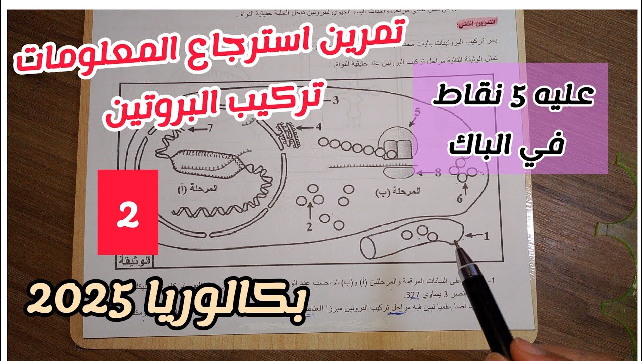 مرين استرجاع المعلومات حول تركيب البروتين (2) (عليه 5نقاط في الباك)||بكالوريا 2025