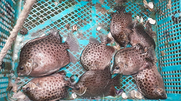 Câu cá nâu ở bè Long Son, Bà Rịa Vũng Tàu