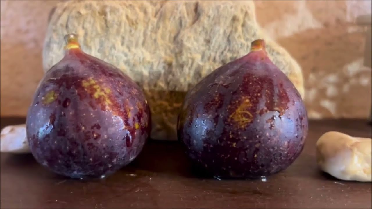 Ficus Carica. Figs. Инжир во Франции. Zaffiro (F.L), Ice Crystal, BdA, BP, GdL, GdSJ, VdS? I-258