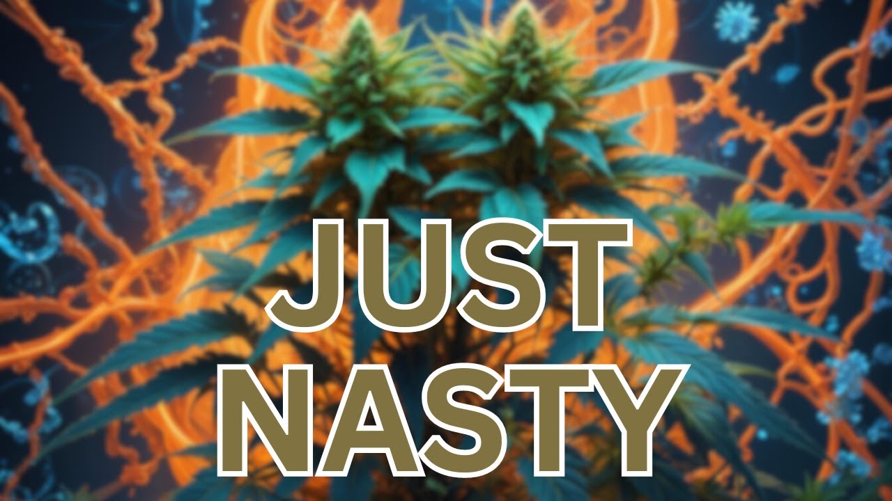 STANKIEST Genetics of 2024