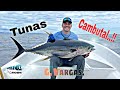 Tunas en Cambutal Panamá - Pesca de los Atúnes aletas amarilla (Yellowfin Tuna).