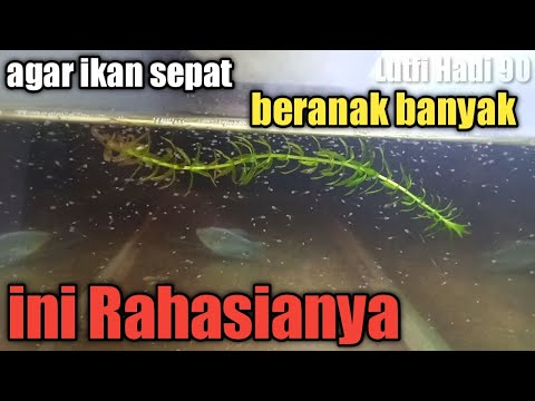 Video: Membiakkan ikan surga