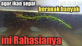 Cara budidaya ikan sepat biru/sepat brazil/sepat rawa/sepat siam