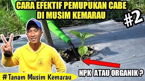 CARA TEPAT PEMUPUKAN CABE DIMUSIM KEMARAU | CARA MENANAM CABE
