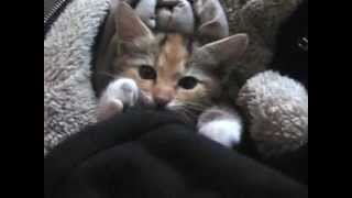 Snuggle Kitten