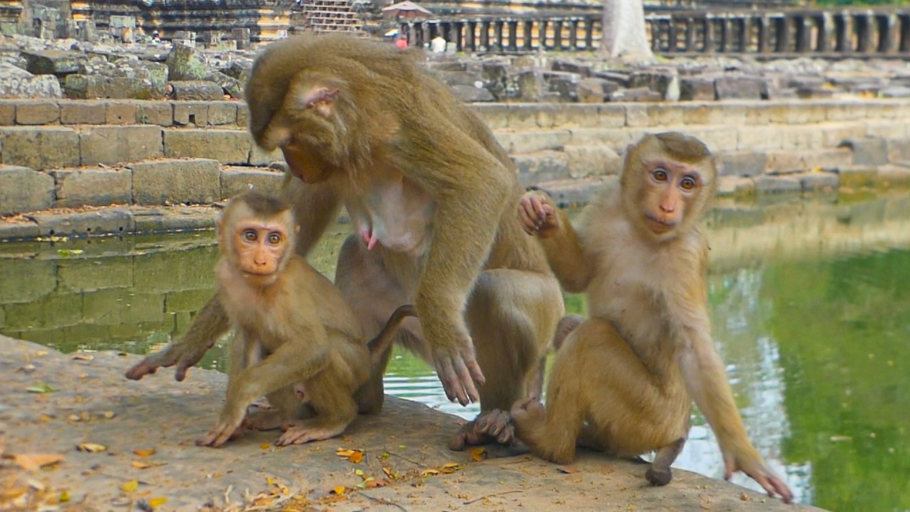 Gentle grooming session turns into an unhappy after Jenifer move away from Luna