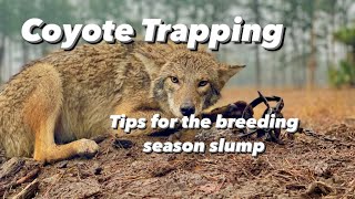 Coyote Trapping - Tips for the breeding season slump