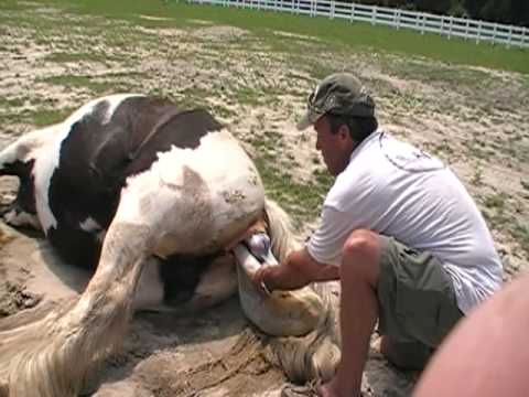 Gypsy Horse - Foaling - Filly Gina - Sire SD Laddi...