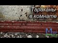 Уничтожение тараканов в комнате. МирДез (2023г) 16