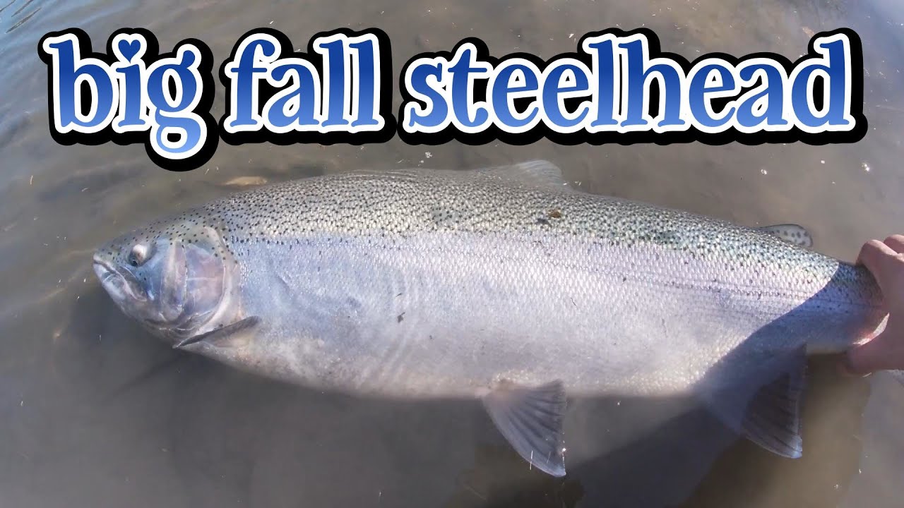 BIG FALL STEELHEAD | LAKE ONTARIO TRIBUTARY- NOV. 9, 2022 #wynricksfishing adventures