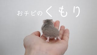 個性派ハムスターおチビのくもりちゃん