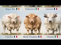 OBUNA BO'LISHNI UNUTMANG #geremfort #anggus #avlikol #semental #galishteyin #cow #bull #buqa