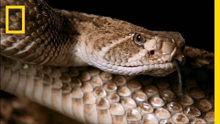 Snake Bite | Do or Die
