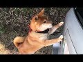 投げた棒を取ってきた見返りに車に乗せるよう要求する柴犬 Shibe requested to get on the car in return for bringing a stick.