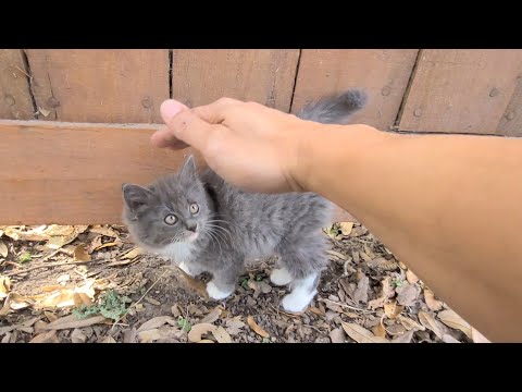 Fluff Ball kitten sneak over to be petted !! (old clip)