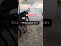 बकरी फ़ार्म कैसें बनाए -२ # Usman goat farm seoni no