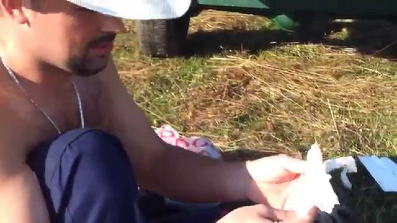 Kalemljenje oraha - pribor - na Grašnici