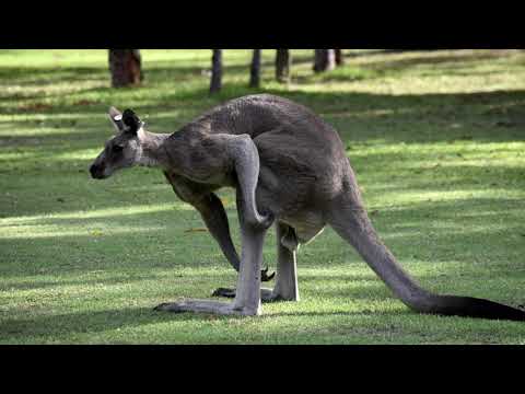 Wideo: Gdzie żyją olbrzymie kangury?