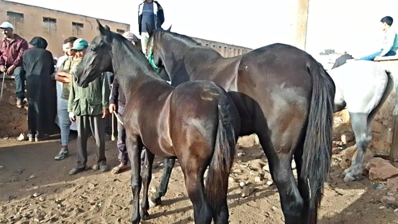 سوق الكفاف اليوم داخلين عودات ملكيات بالوراق و جدوعا اللهم بارك