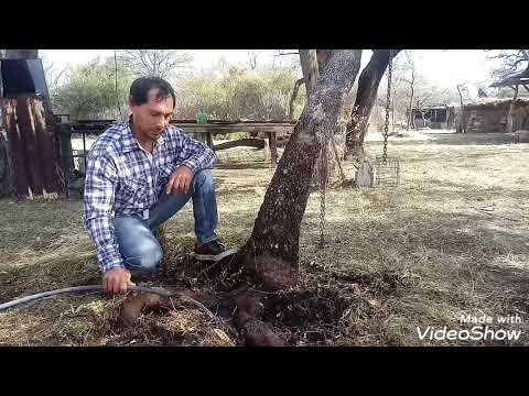 ¿como enderezar un arbol chueco?