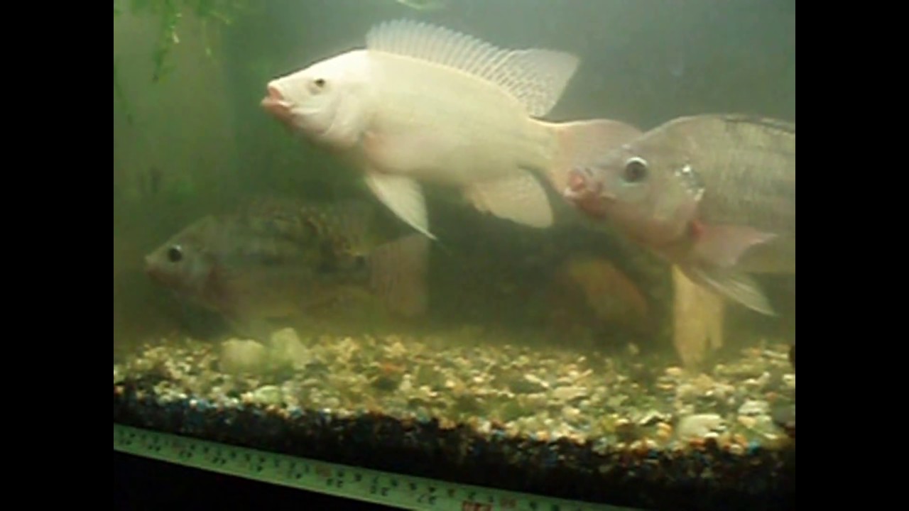 Tilapia fry to breeding stock quick video - YouTube