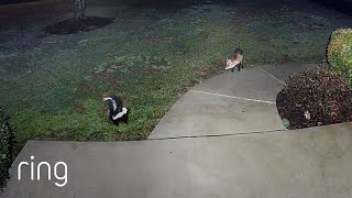 This Yard is Only Big Enough for One of Them | RingTV screenshot 3