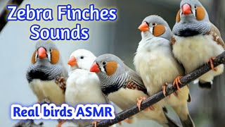 Soft Zebra Finch ASMR 🐦 Relaxing Bird Sounds for Sleep & Stress Relief | No Music,#asmr  screenshot 5