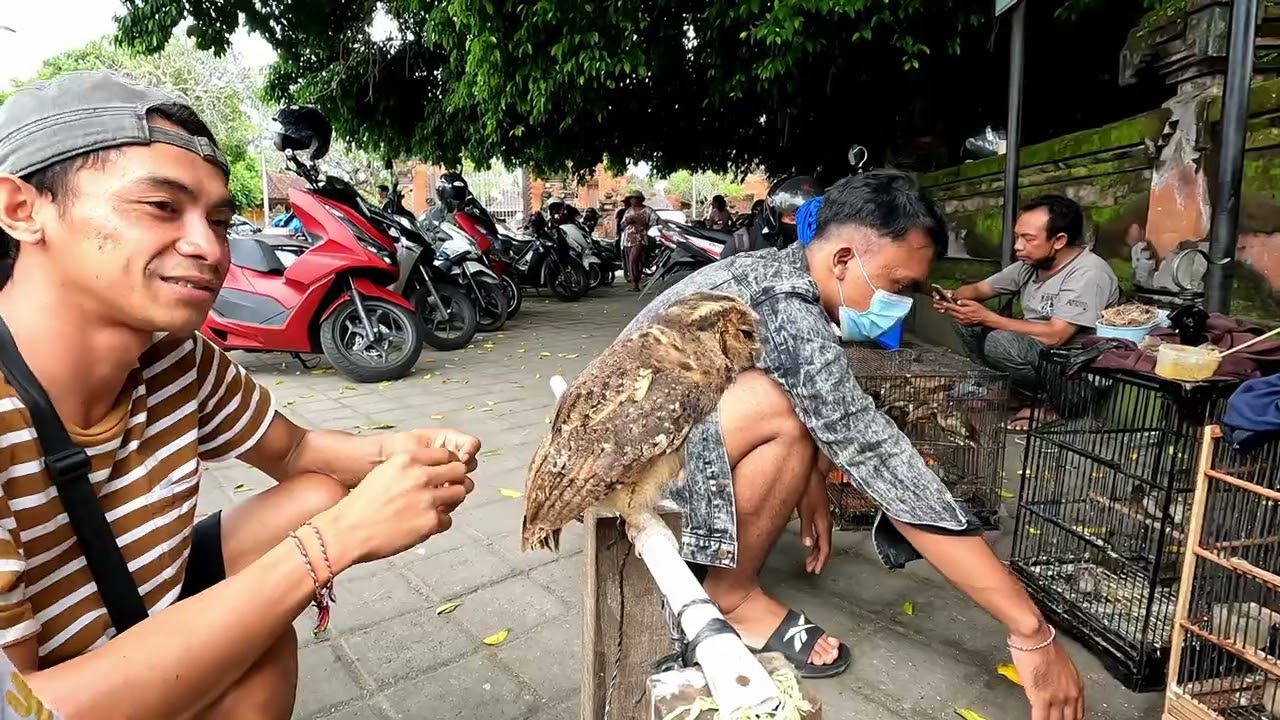 Visited the bird market in Bali