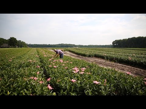 Video: Desheli-innovatie: plantenstamcellen