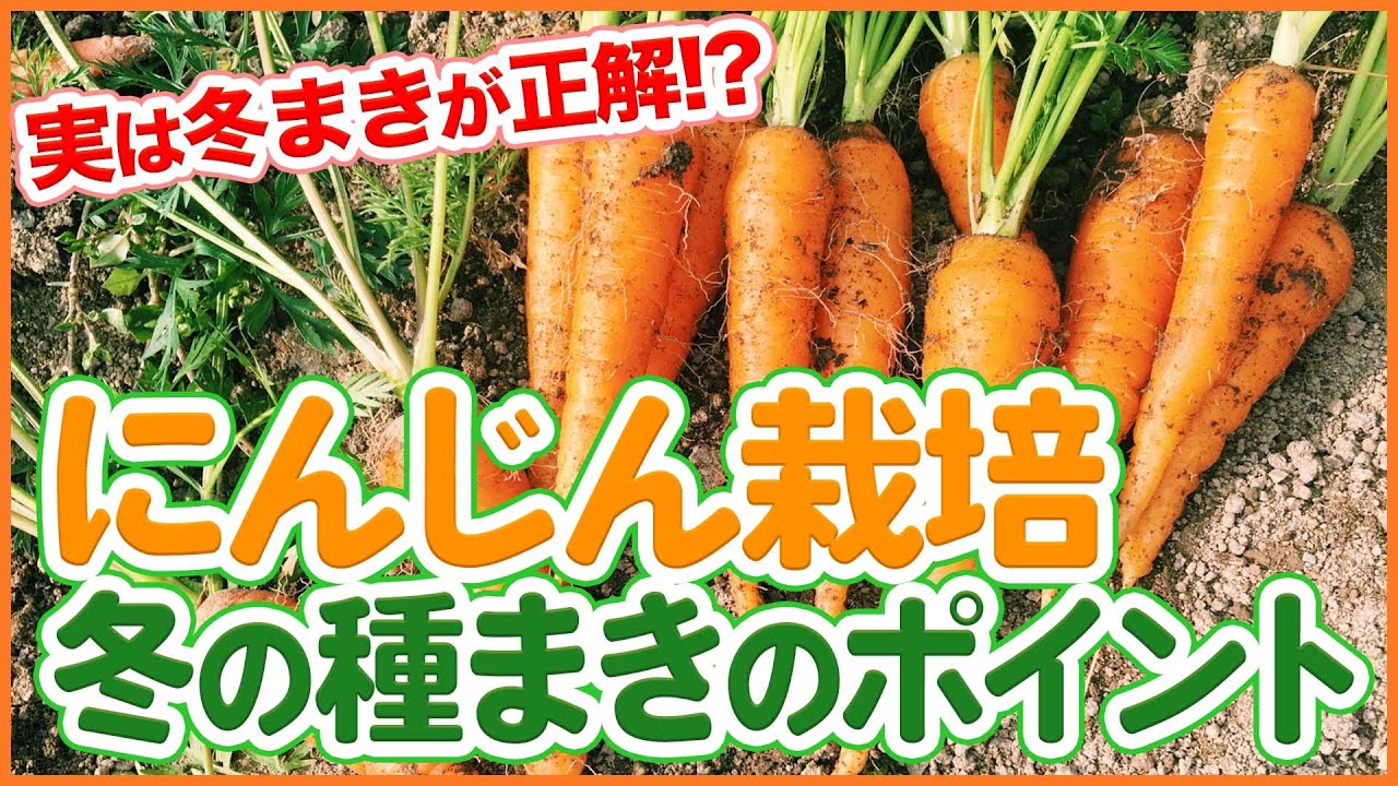 実は冬まきが正解！？にんじんの種まきポイントをわかりやすく解説！【シェア畑】【農園ライフ】