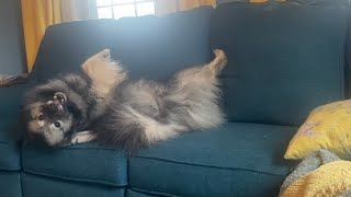 My Silly Dog Goes CRAZY On The Couch! by Kumo and Sully 175 views 1 month ago 59 seconds