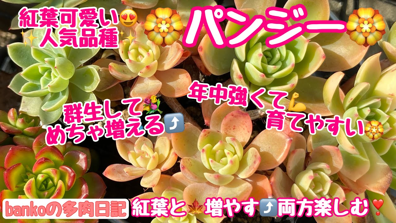 多肉日記#205】めちゃ増える❣️群生しやすいエケベリア🏵️パンジー